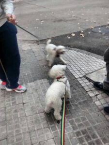 Educación caninca - Casos: dos perros caniches con problemas de inseguridad