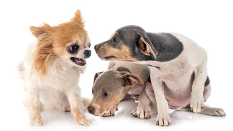 Mis perros se pelean o tengo miedo de que lo hagan....¿Hay solución?