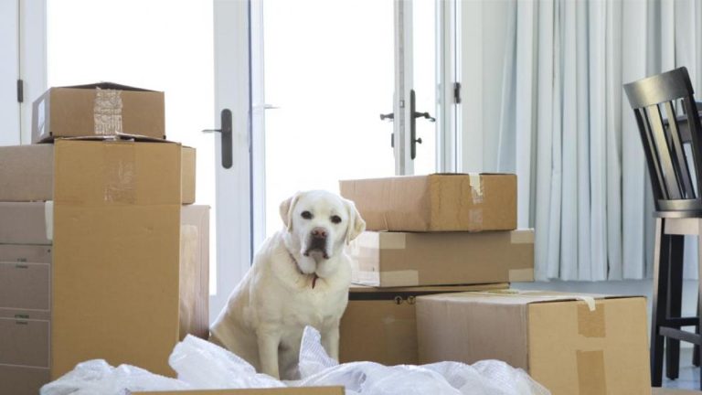 Cómo mudarse con el perro y no morir en el intento